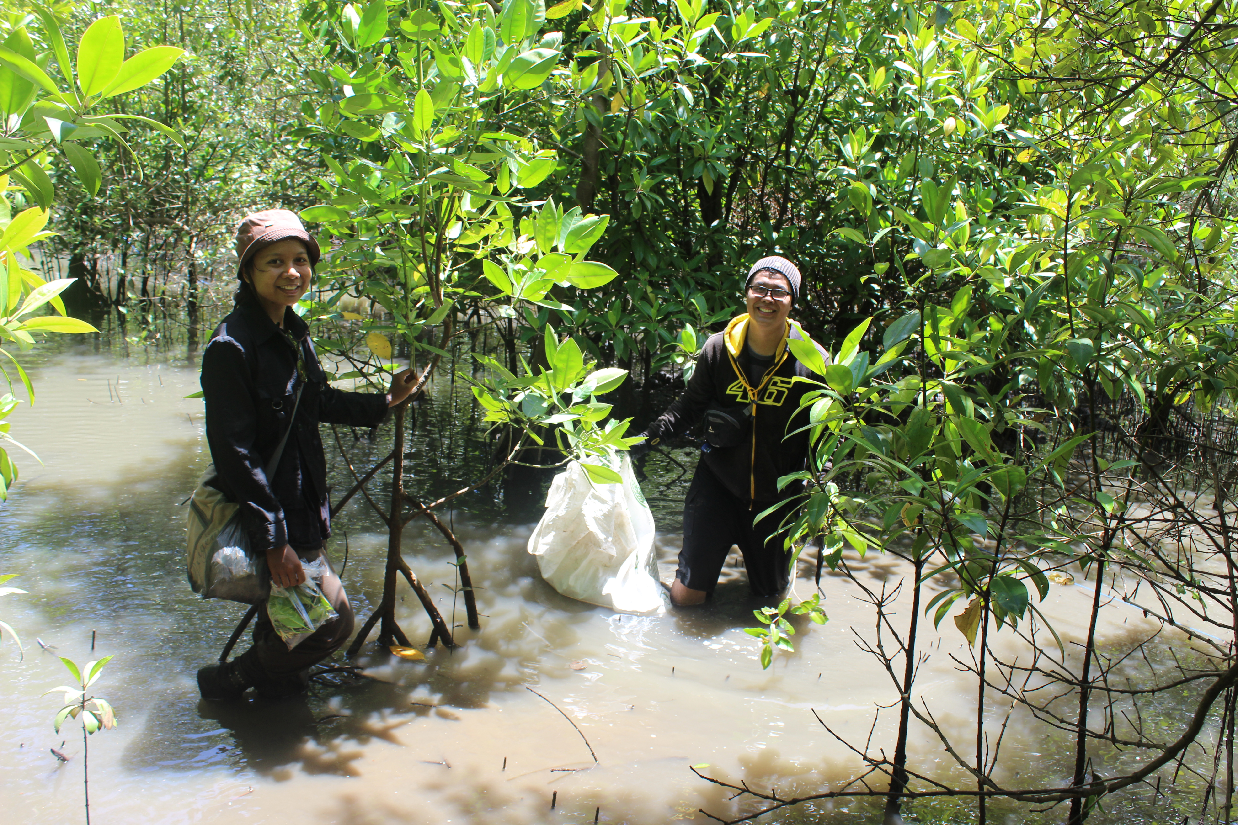 survei mangrove 2.JPG
